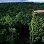 suku-korowai