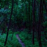 forrest