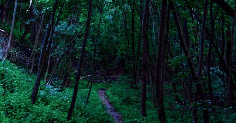 forrest