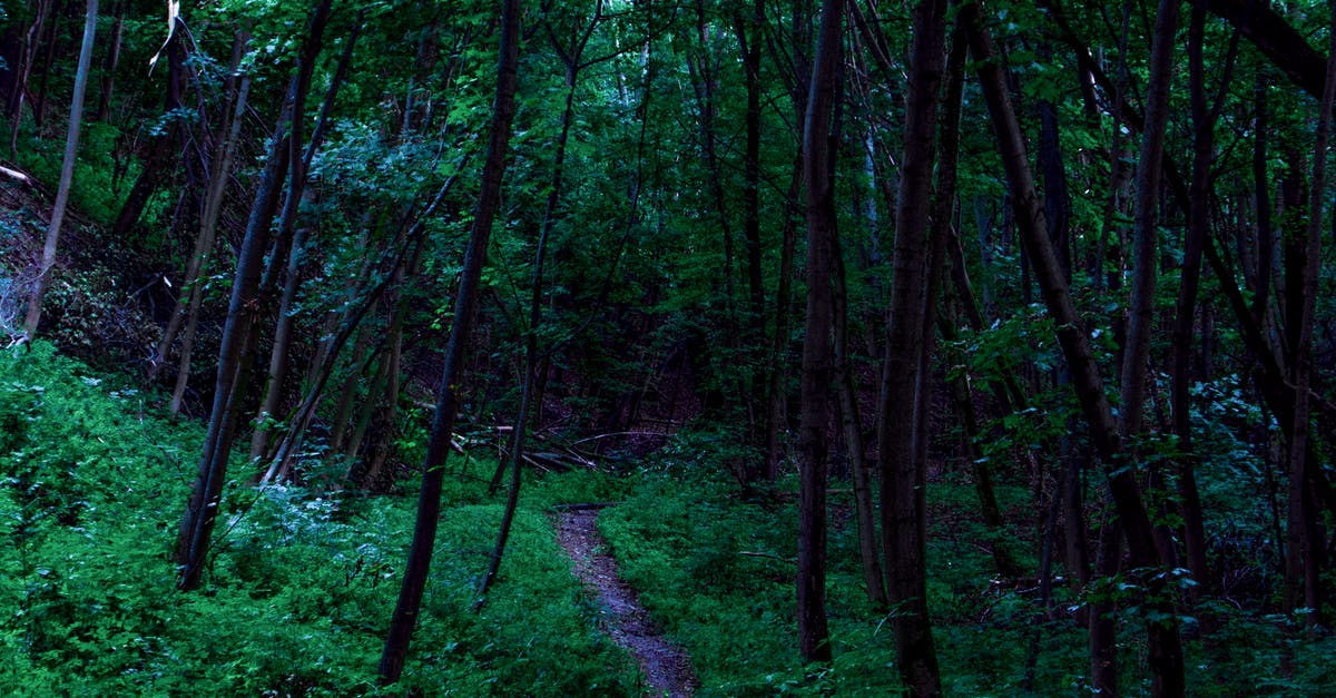 forrest