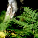forrest-3580594_960_720