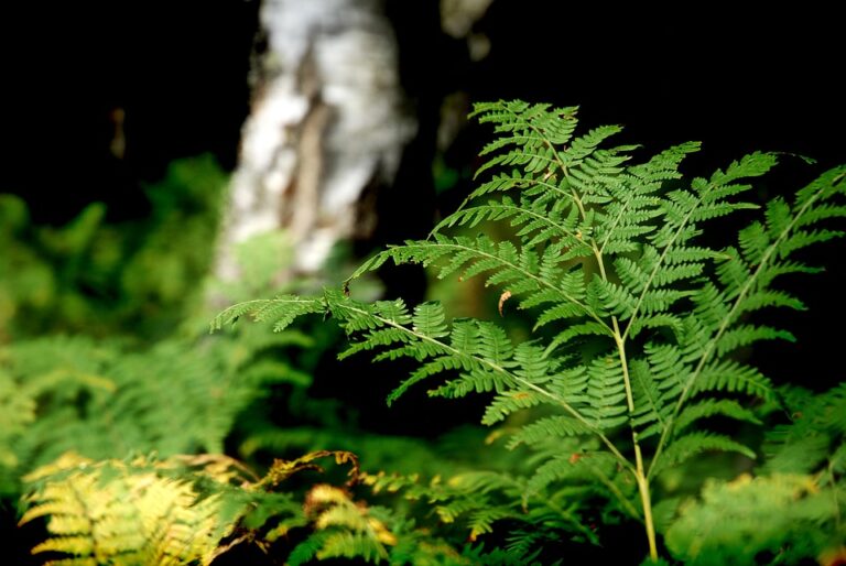 forrest-3580594_960_720