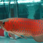 arwana-super-red-untuk-konservasi-oZKk