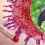 virus nipah