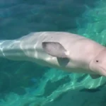 Nasib Pesut Mahakam kian mengkhawatirkan. Mamalia air tawar endemik Sungai Mahakam, Kalimantan Timur itu, kini diperkirakan hanya tersisa 66 ekor di habitat alaminya.