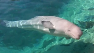 Nasib Pesut Mahakam kian mengkhawatirkan. Mamalia air tawar endemik Sungai Mahakam, Kalimantan Timur itu, kini diperkirakan hanya tersisa 66 ekor di habitat alaminya.