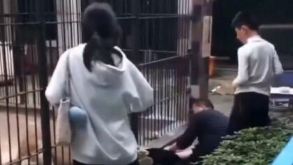 Seorang gadis kecil berusia 10 tahun yang nekat masuk ke area terlarang untuk memberi makan singa justru menjadi sasaran amukan sang hewan buas.