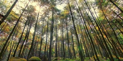 Taman Wisata Alam Gunung Pancar, Bogor