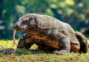 Komodo (Varanus komodoensis), satwa endemik yang dilindungi.