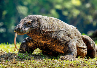 Komodo (Varanus komodoensis), satwa endemik yang dilindungi.