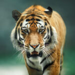 wild cat, big red tiger on nature