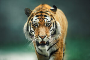 wild cat, big red tiger on nature